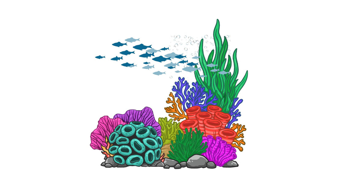 Citizen Scientists Discover One of the World's Largest Coral Colonies
